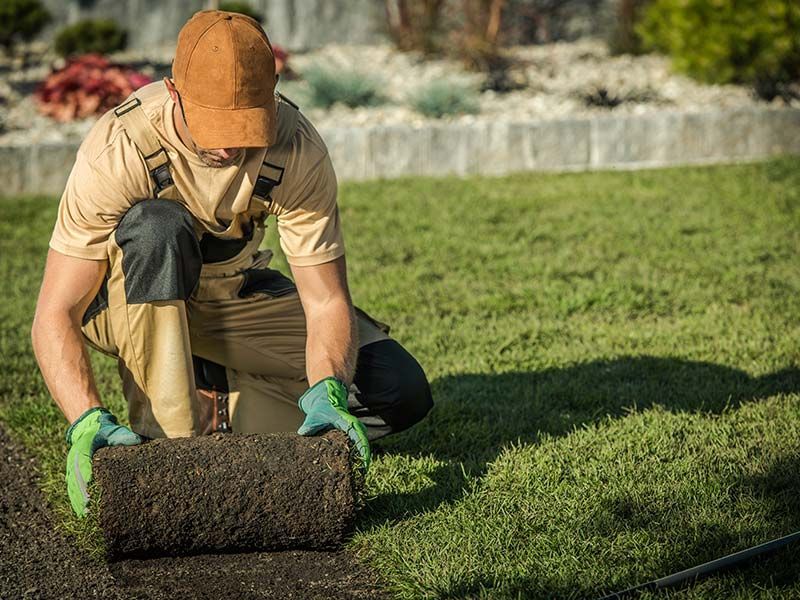 A man is rolling a roll of grass in a lawn.