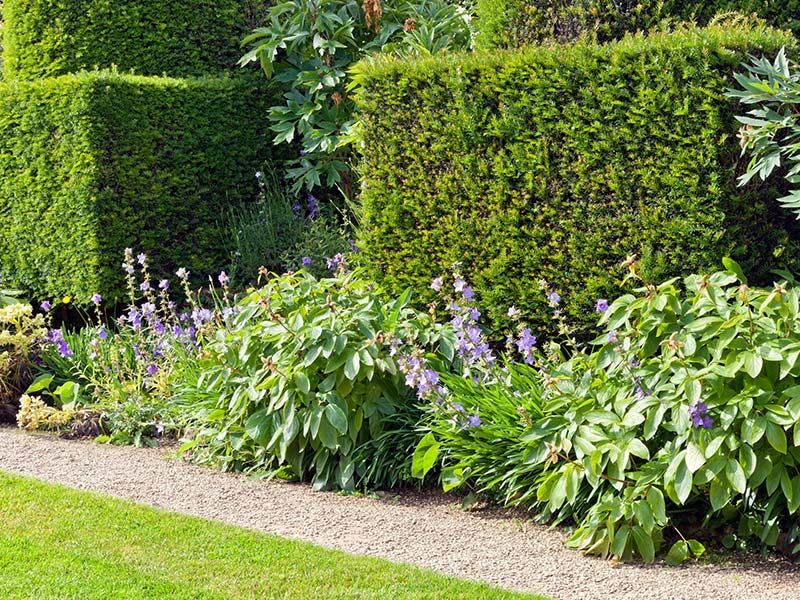 A garden with a lush green hedge and purple flowers.
