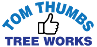 Arborist In Moreton Bay