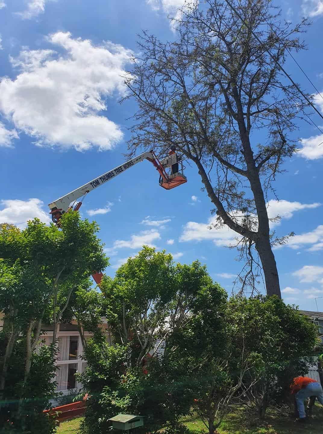 A Man Is Cutting A Tree With A Crane — Tom Thumbs Tree Works In Ningi, QLD