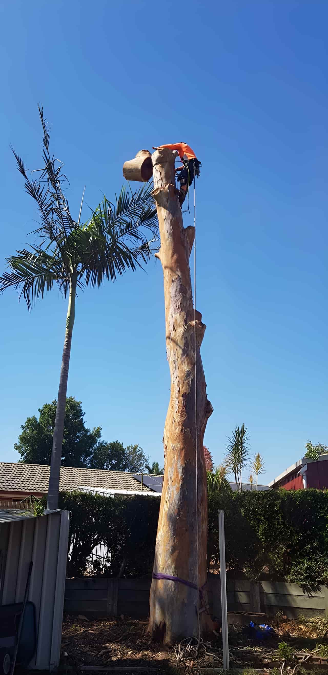 A Man Is Climbing Up The Side Of A Tall Tree — Tom Thumbs Tree Works In Donnybrook, QLD