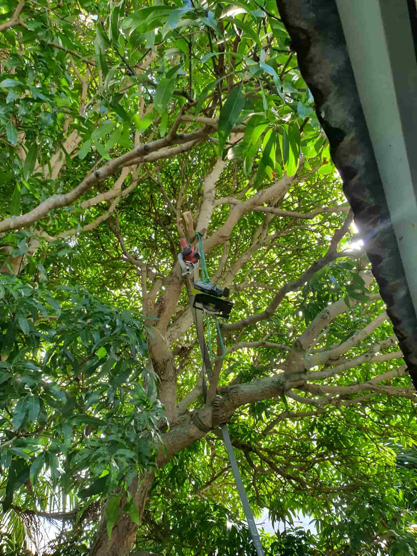 A Person Is Climbing A Tree With A Rope Attached To It — Tom Thumbs Tree Works In Bellmere, QLD