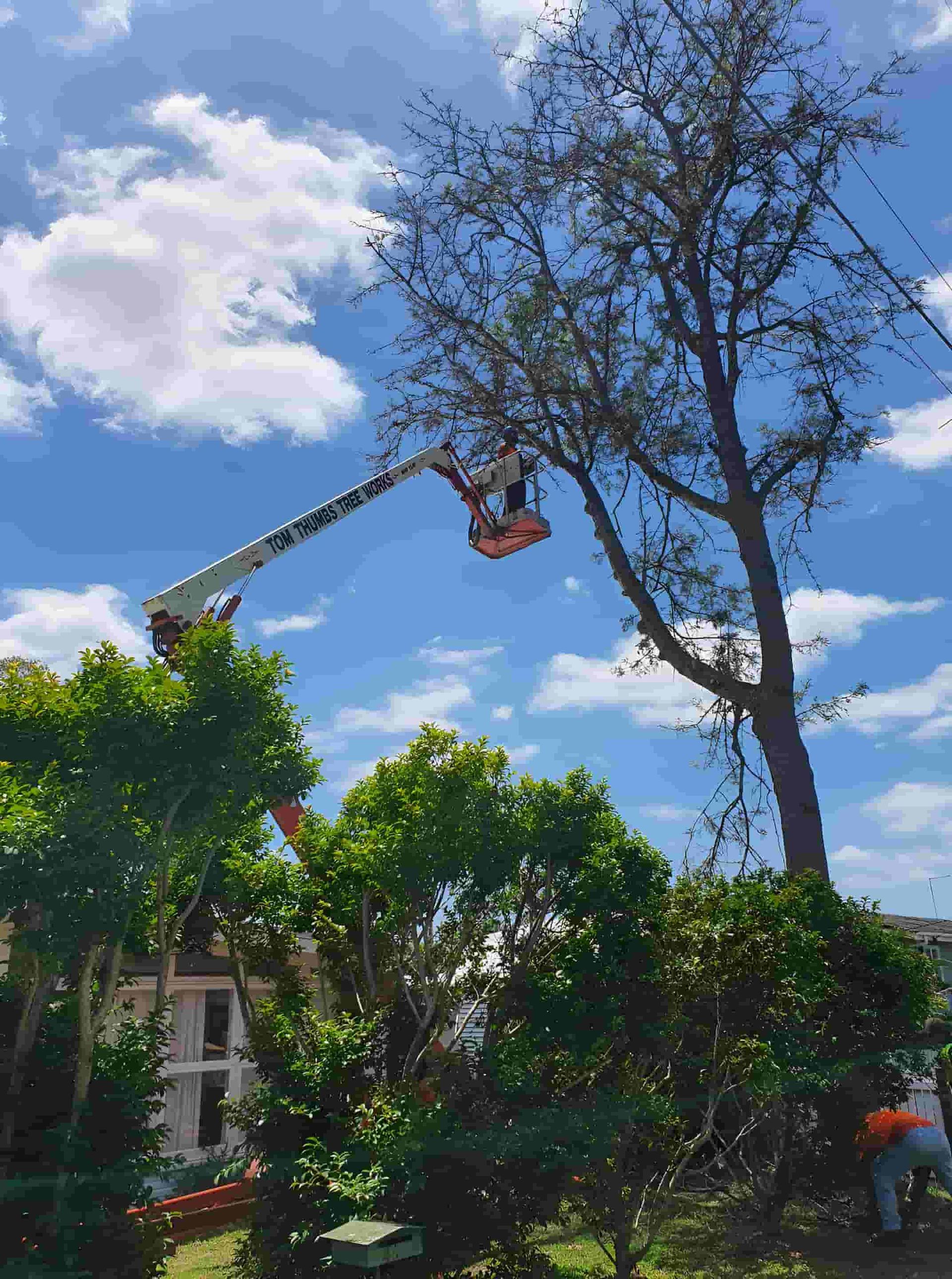 A Man Is Cutting A Tree With A Crane — Tom Thumbs Tree Works In Bribie Island, QLD