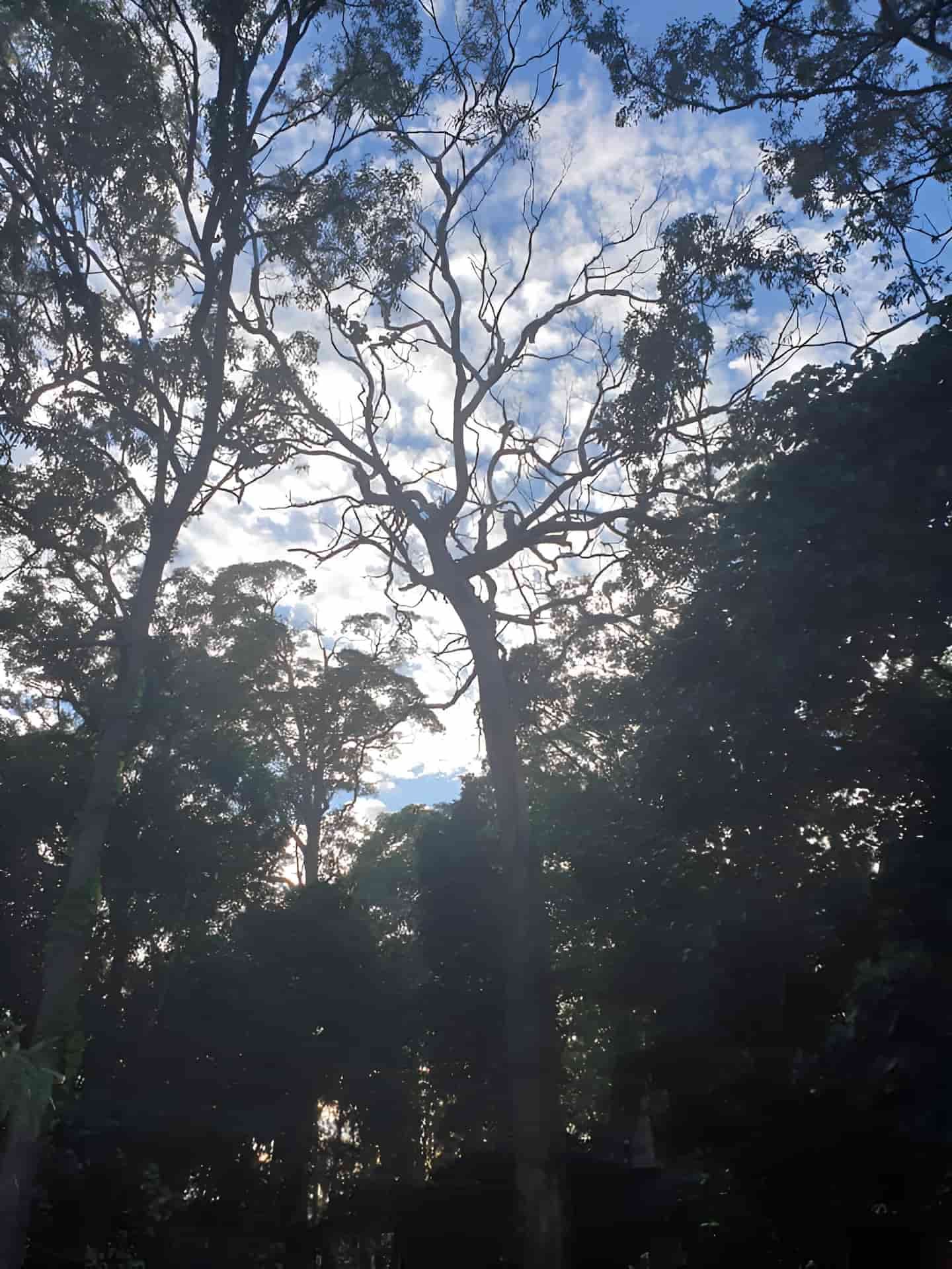 The Sun Is Shining Through The Trees In The Wood — Tom Thumbs Tree Works In Bribie Island, QLD