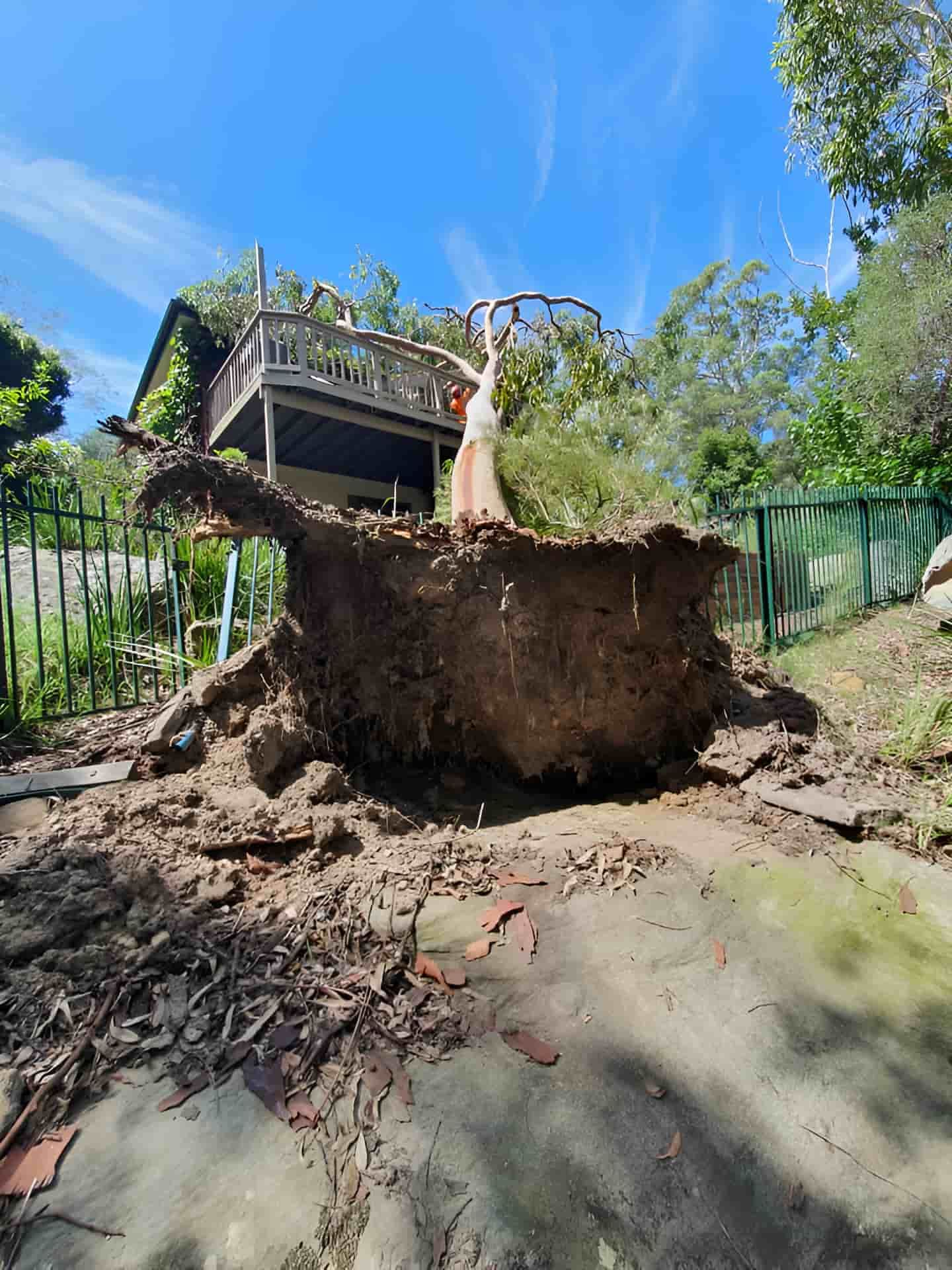 A Large Tree Stump Is Sitting In The Dirt In Front Of A House — Tom Thumbs Tree Works In Ningi, QLD
