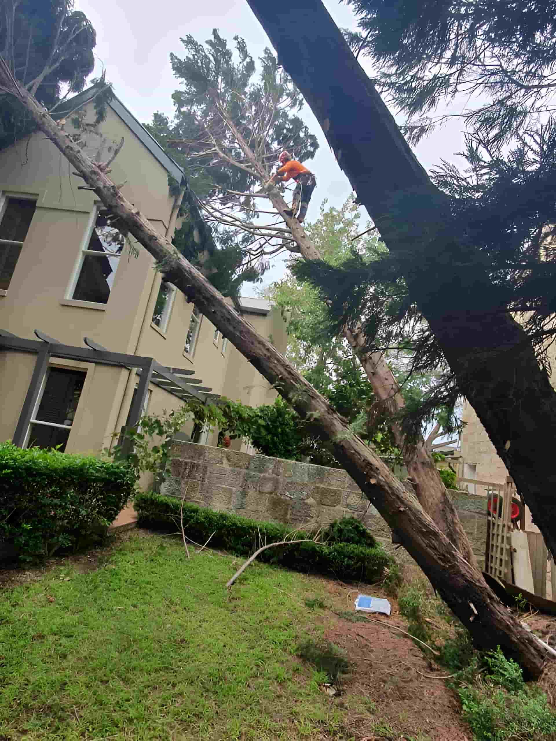 A Man Is Climbing A Tree In Front Of A House — Tom Thumbs Tree Works In Delaneys Creek, QLD