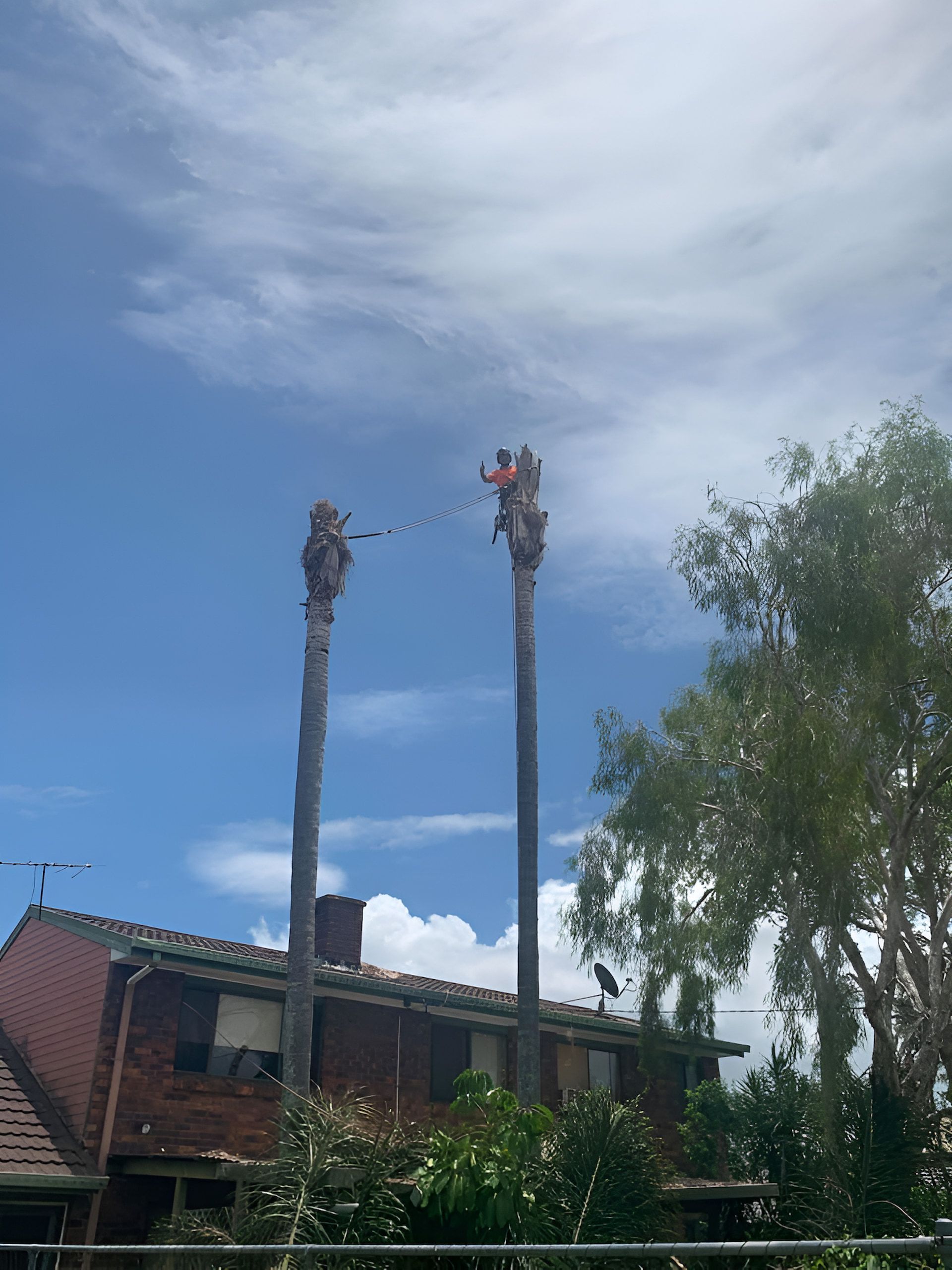 Two Palm Trees Are Being Cut Down In Front Of A House — Tom Thumbs Tree Works In Deception Bay, QLD