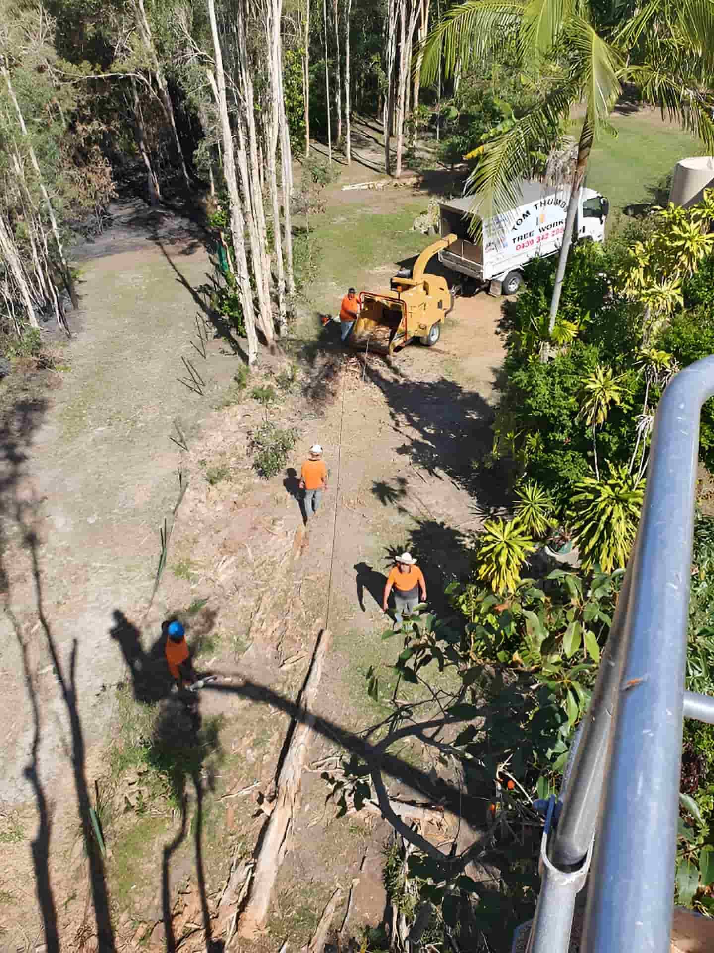 A Group Of People Are Working On A Tree In A Forest — Tom Thumbs Tree Works In Ningi, QLD