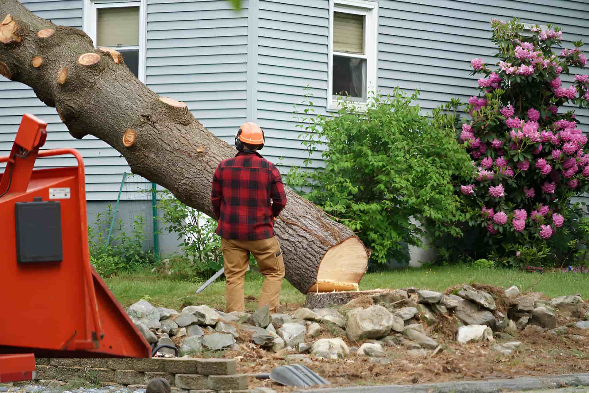 A Man Is Standing Next To A Large Tree Stump In Front Of A House — Tom Thumbs Tree Works In Kallangur, QLD