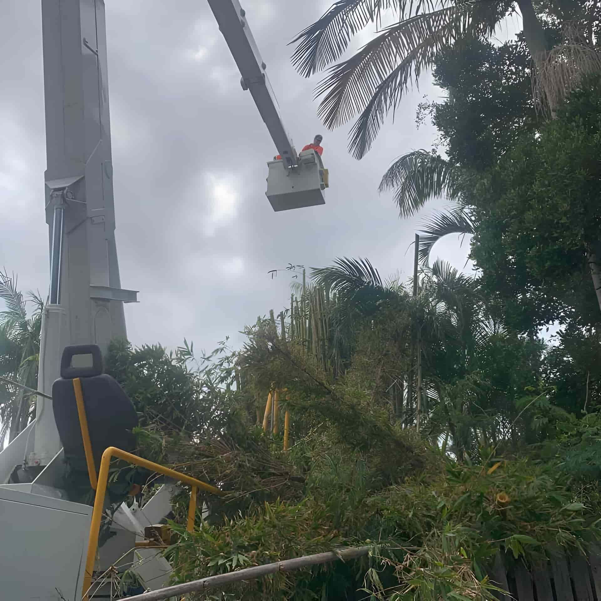 A Man In A Bucket Is Cutting A Tree — Tom Thumbs Tree Works In Kilcoy, QLD
