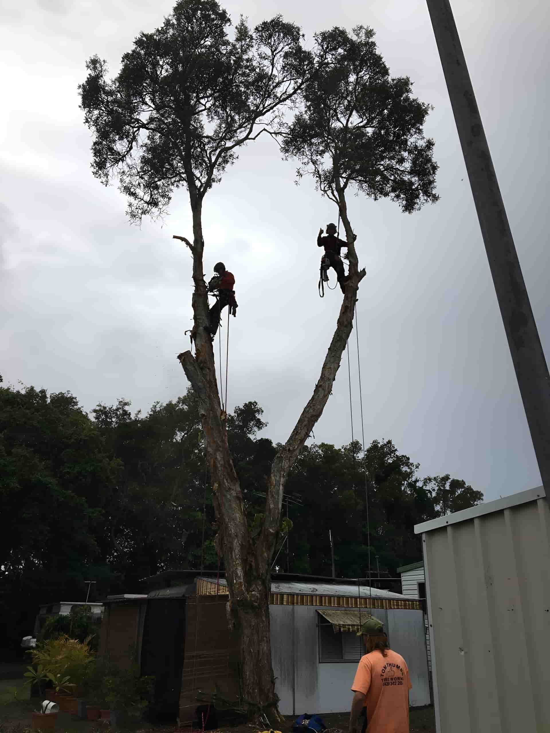Two Men Are Climbing A Tree With A Chainsaw — Tom Thumbs Tree Works In Ningi, QLD