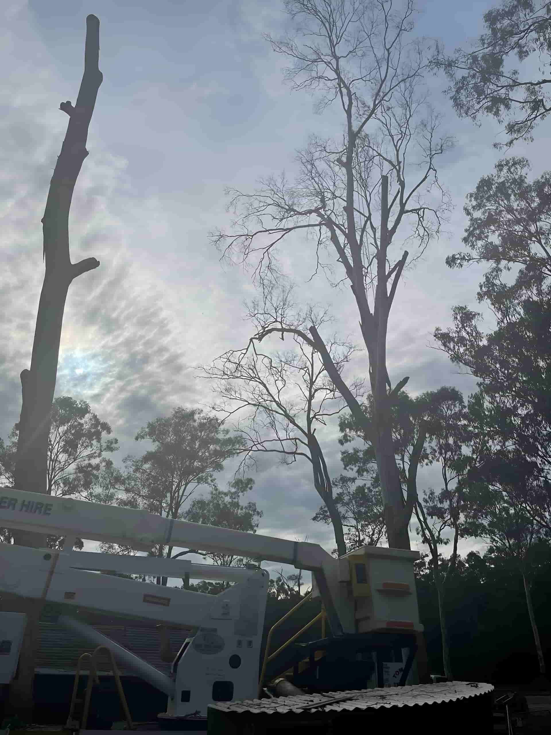 A Tree Is Being Cut Down By A Crane In The Woods — Tom Thumbs Tree Works In Ningi, QLD