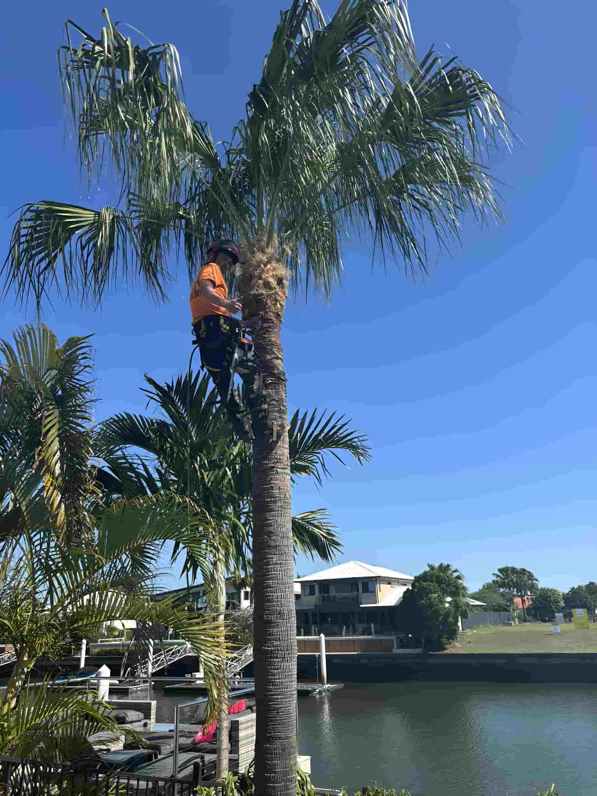 A Man Is Climbing A Palm Tree Next To A Body Of Water — Tom Thumbs Tree Works In Ningi, QLD