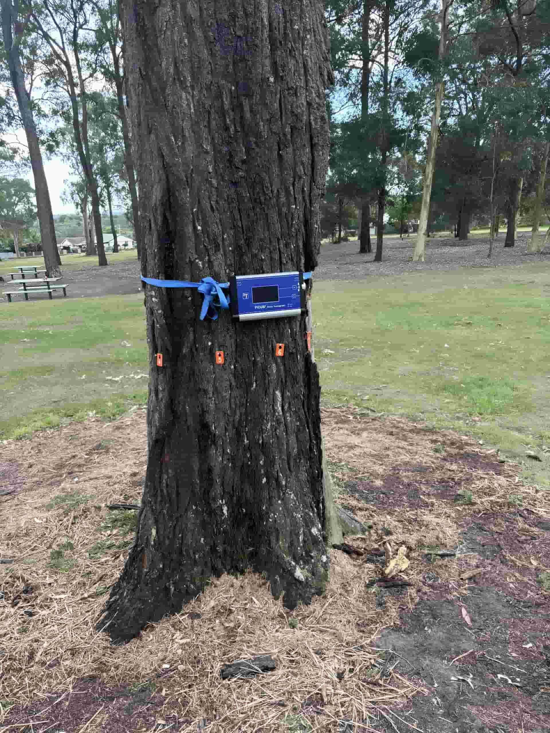 A Tree With A Blue Rope Around It In A Park — Tom Thumbs Tree Works In Ningi, QLD
