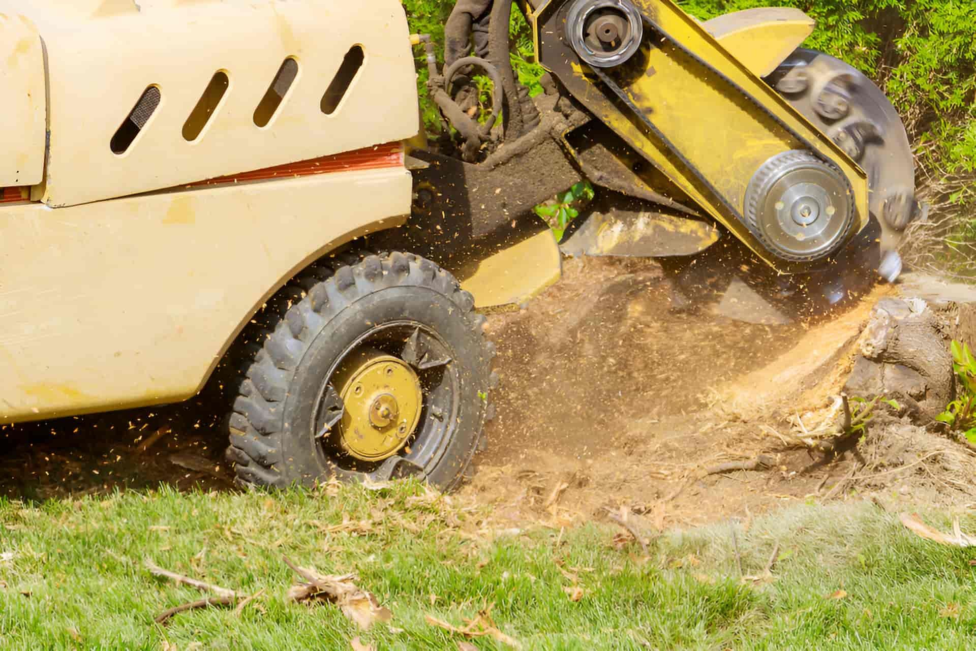 A Stump Grinder Is Cutting A Tree Stump In A Yard — Tom Thumbs Tree Works In Ningi, QLD