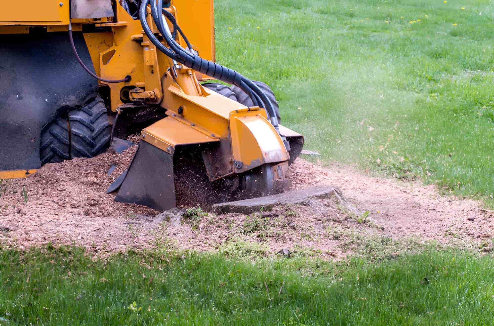 A Yellow Stump Grinder Is Cutting A Tree Stump In A Lawn — Tom Thumbs Tree Works In Ningi, QLD