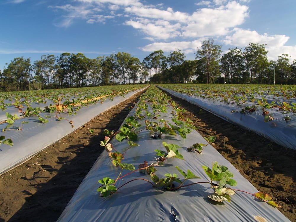 Rows Of Plants Growing In A Field With Trees In The Background — Tom Thumbs Tree Works In Wamuran, QLD