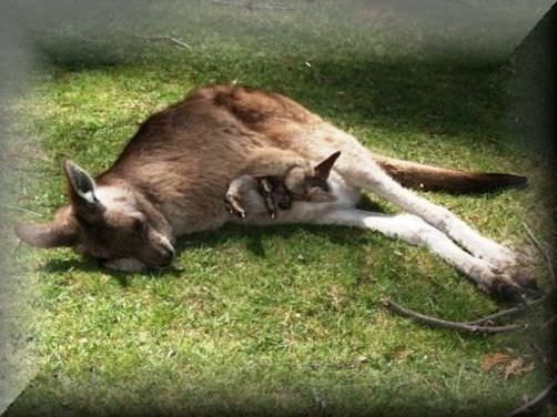 Russian Women For Marriage Australia