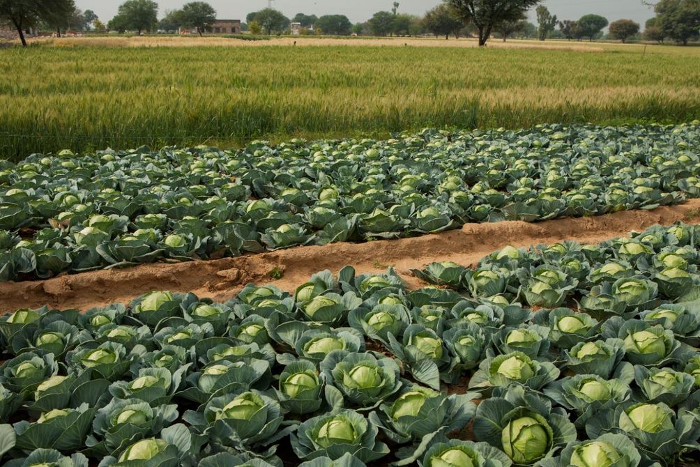 cultivation of cabbage