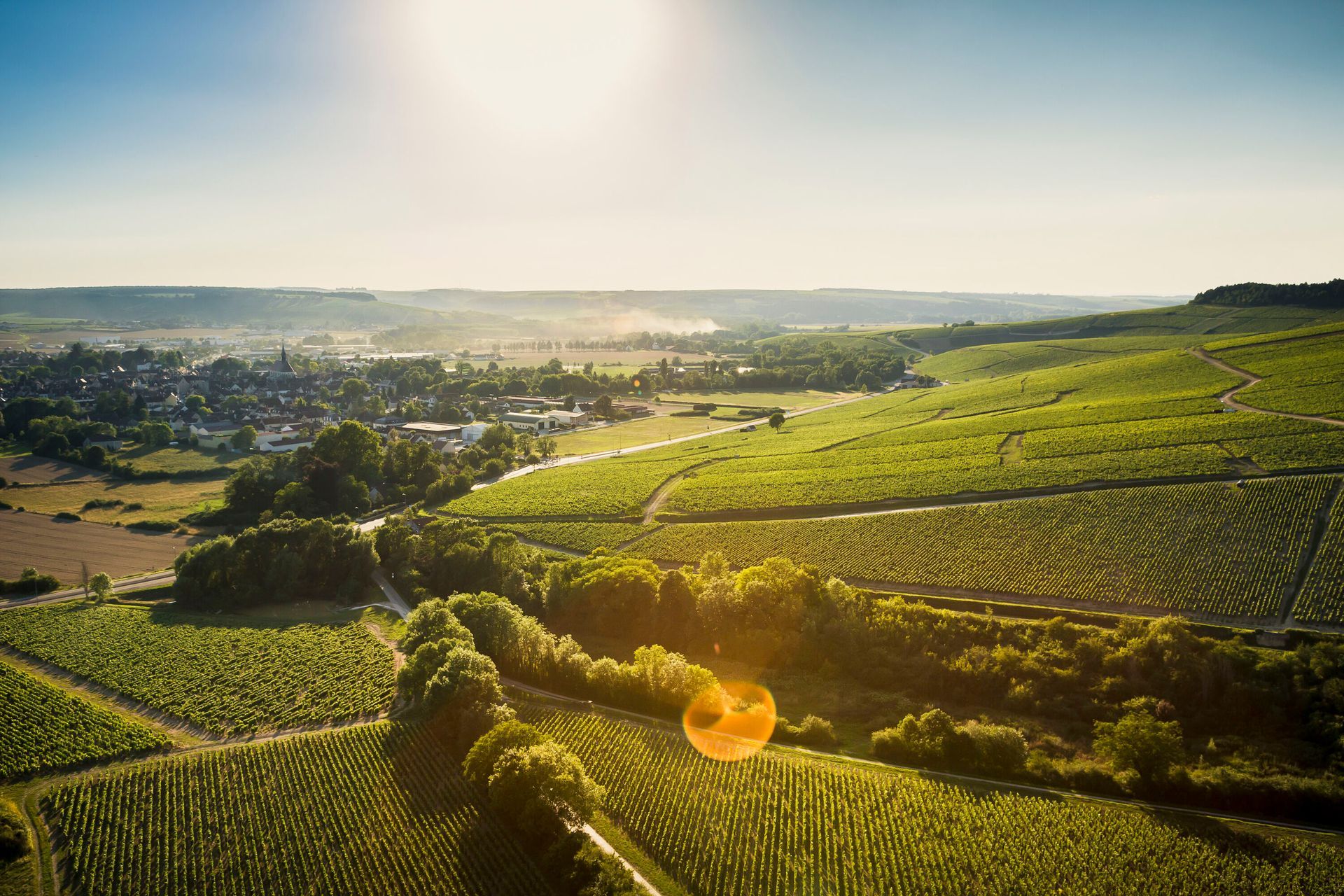 Vue aérienne d'un vignoble luxuriant et verdoyant baigné d'un soleil doré, avec une ville nichée en arrière-plan sous un ciel bleu.
