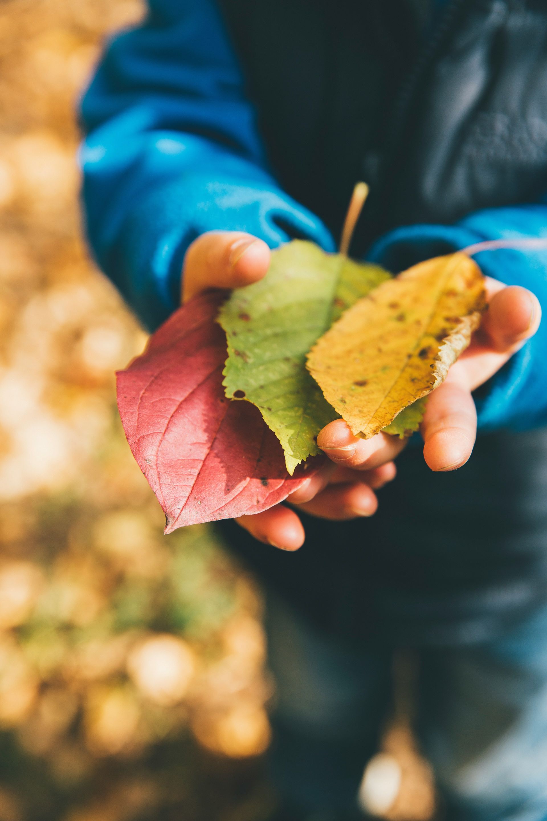 A person is holding three different colored leaves in their hands.