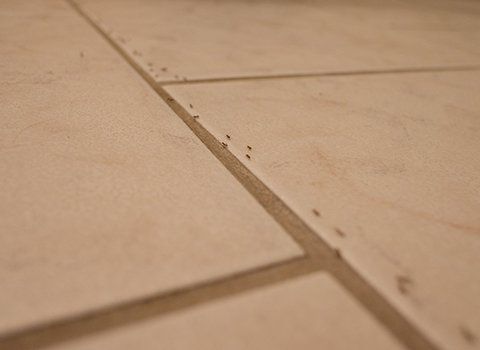 Ants — Ants Crawling on Kitchen Floor in Lexington, SC