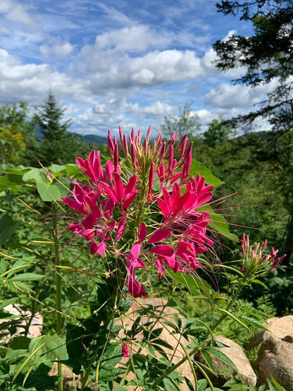 flowers