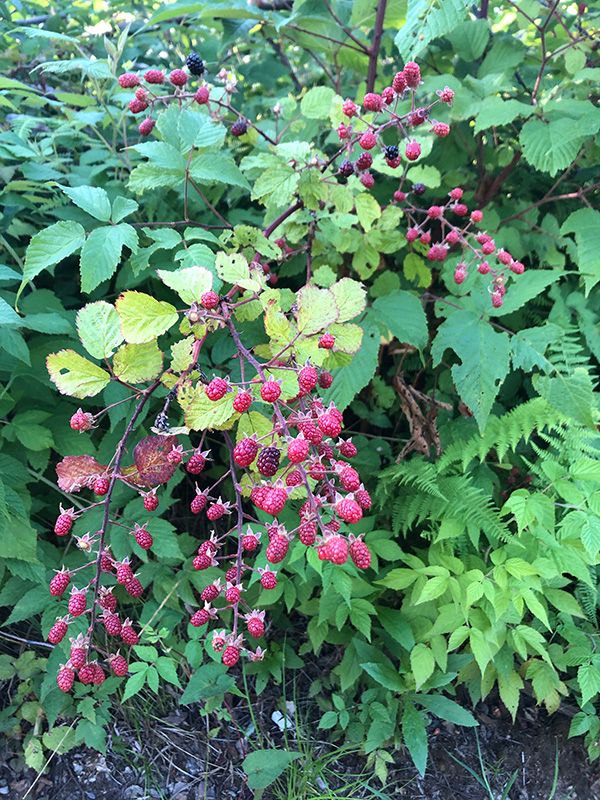 wild berries