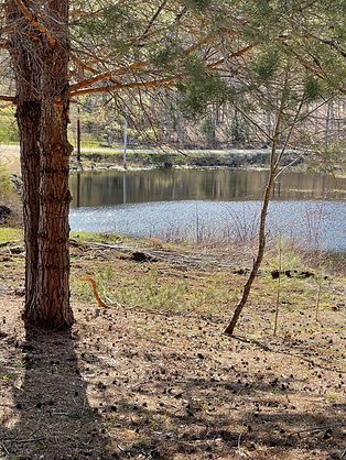 beaver pond