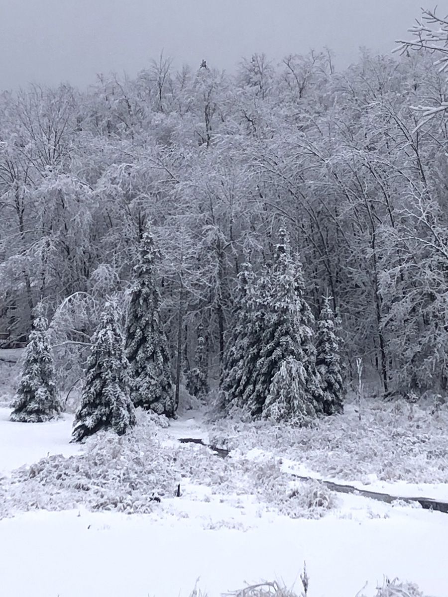 snow covered trees