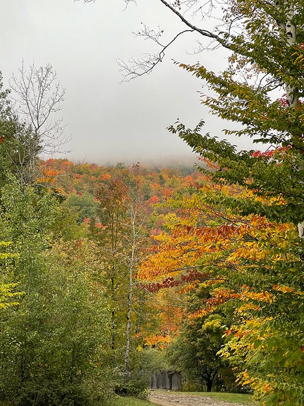 autumn trees