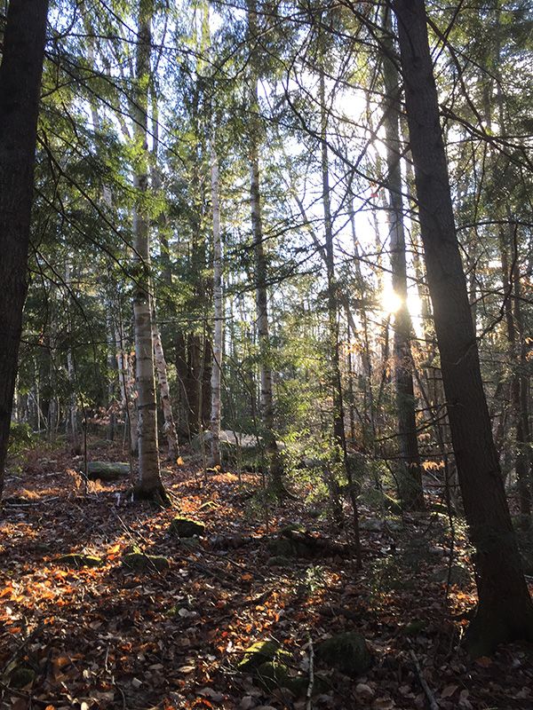 sun peering through the trees