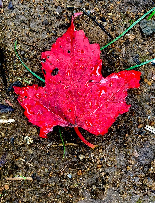 red leaf