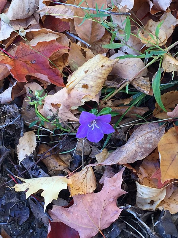 autumn leaves around a purple flower