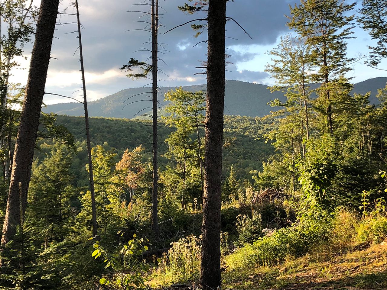 rolling hills and trees