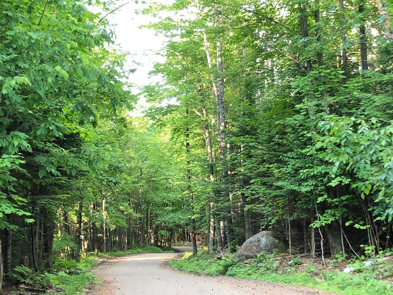 green trees on a nature trail
