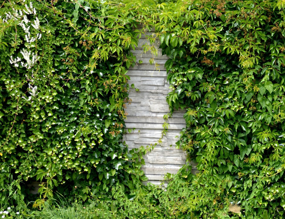 vines on a stone wall