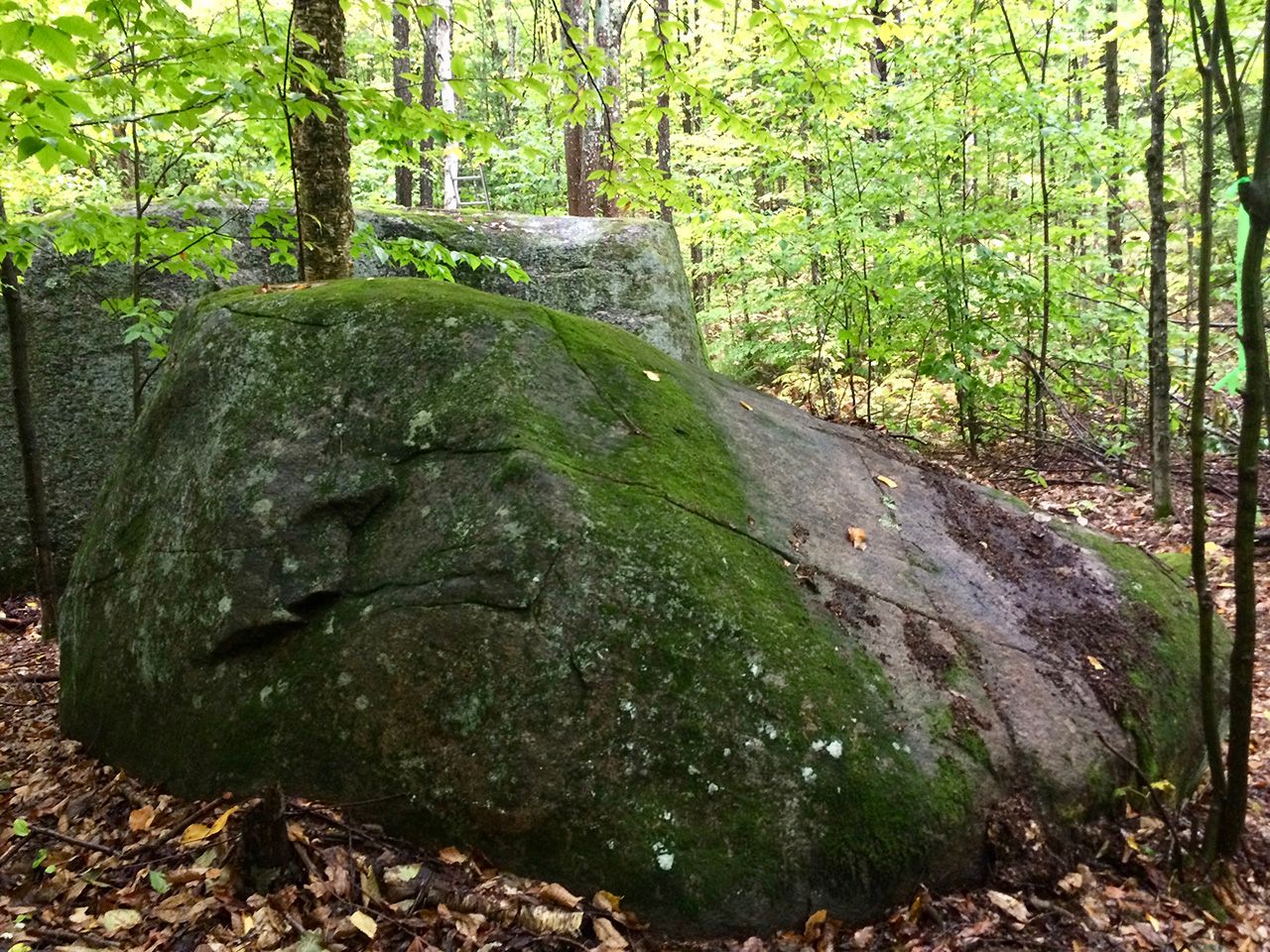 mossy rock