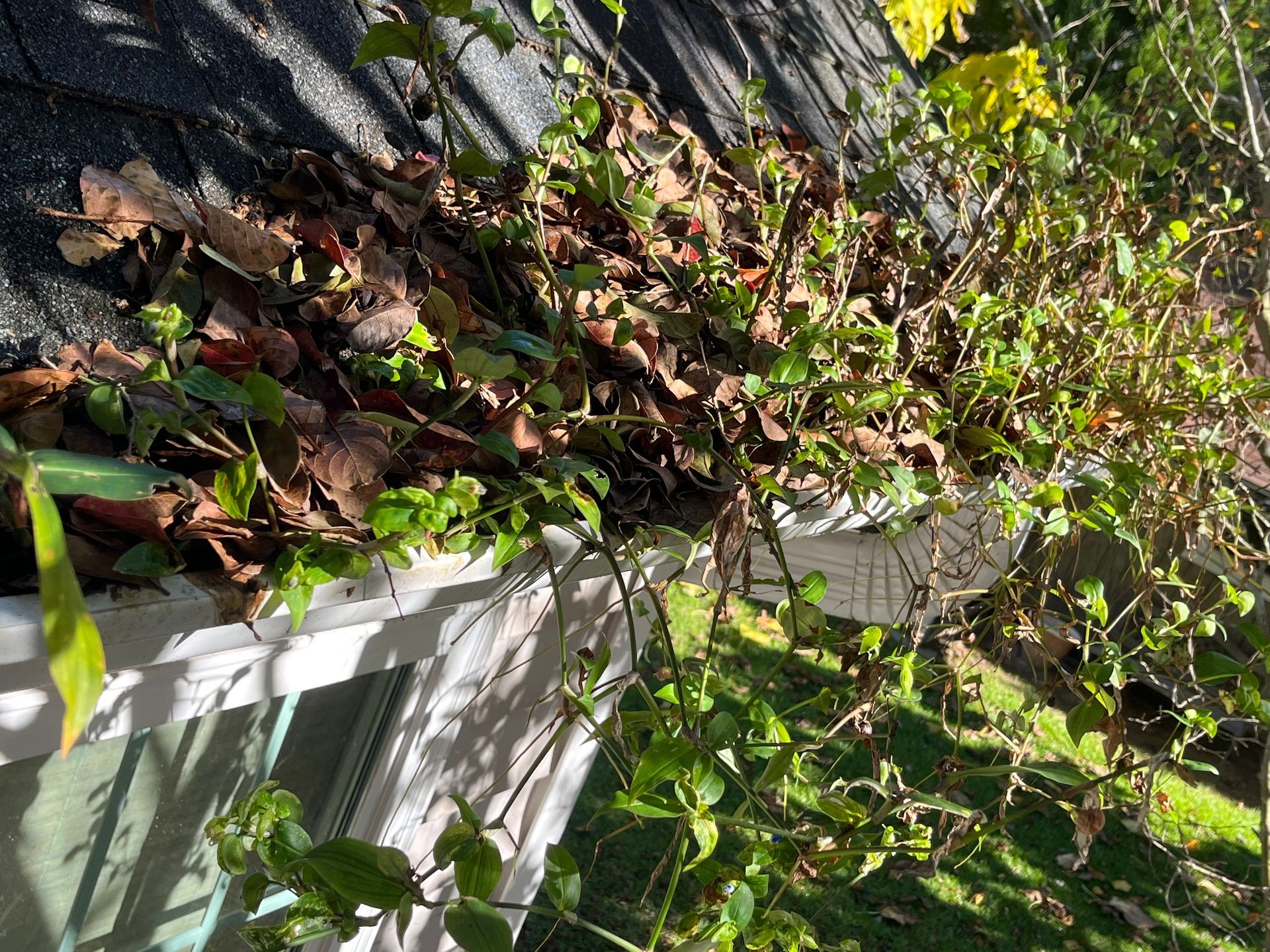 A gutter filled with leaves and branches next to a house.