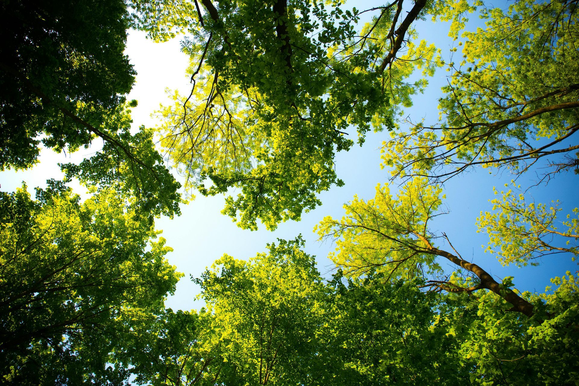 Looking up at the sun through the trees in a forest.