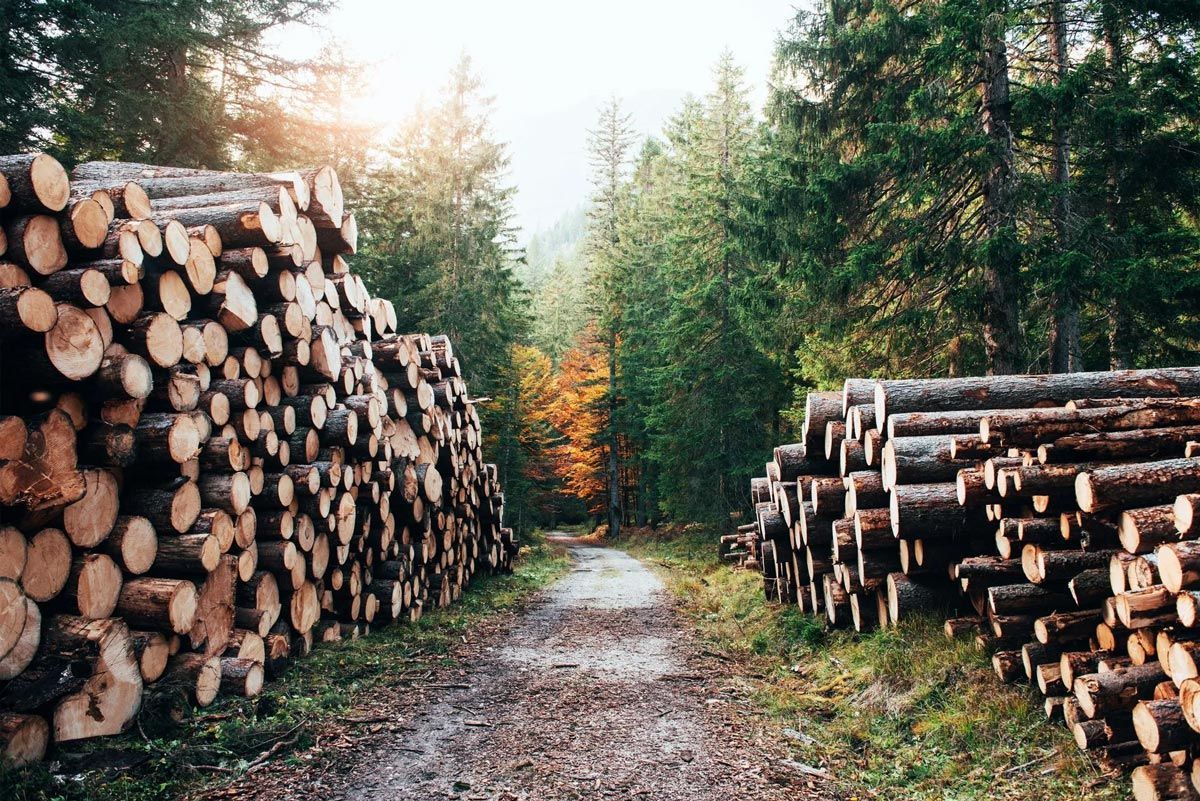 Logs stacked on either side of a path leading into a forest; the sun shines through the trees.