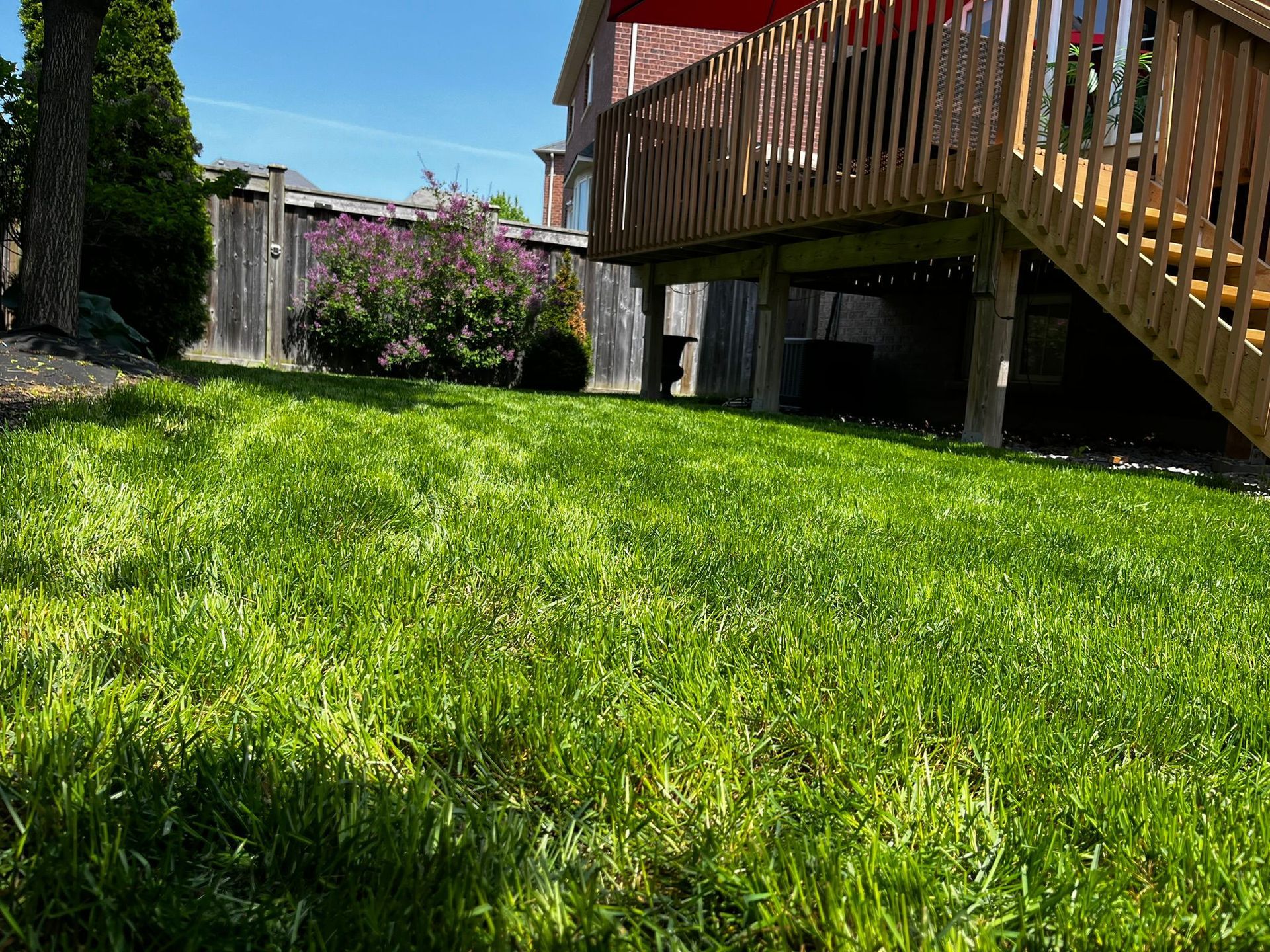 A backyard after new sod is installed