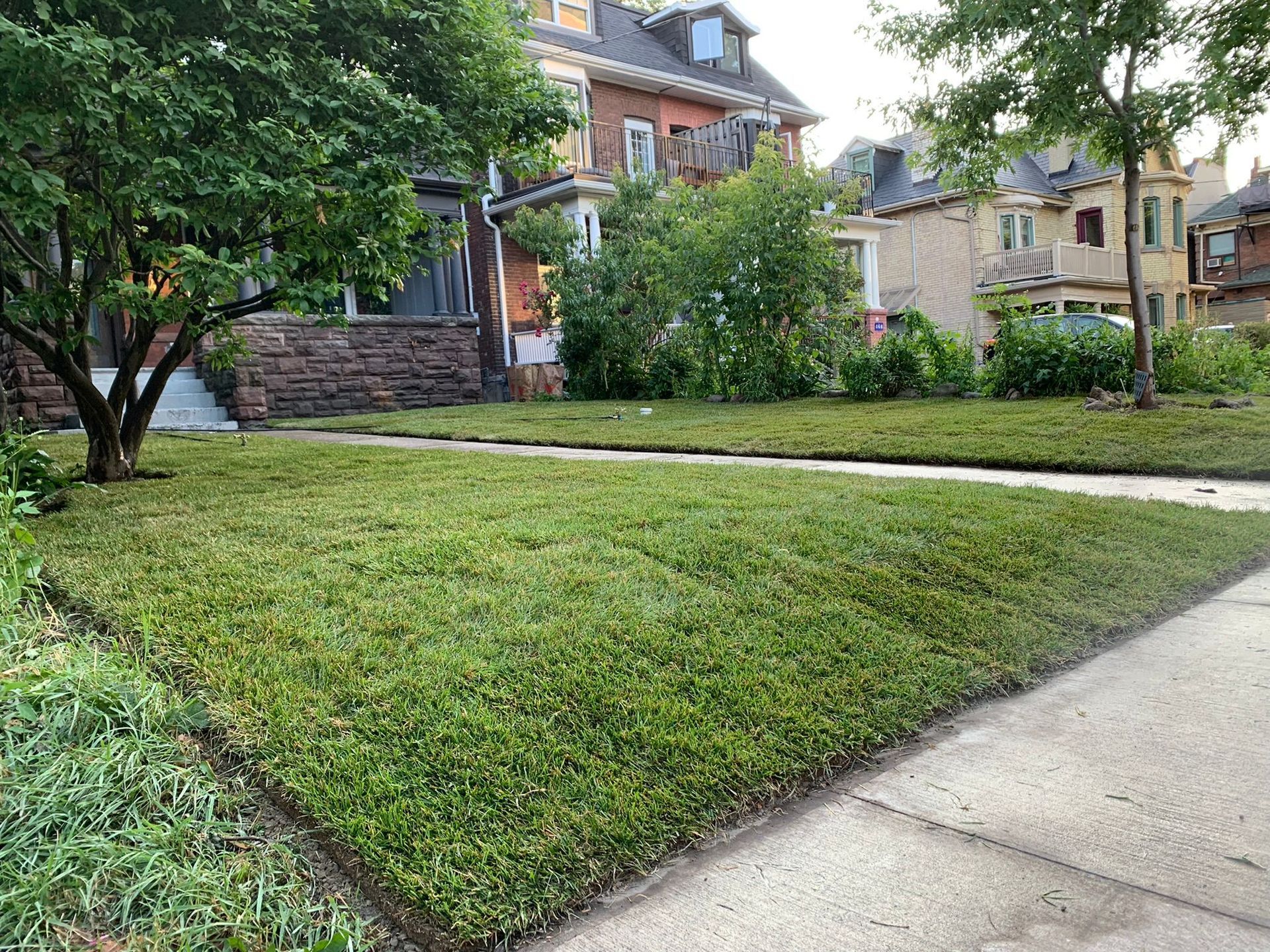 A freshly new installed green lawn with a sidewalk in front of a house.