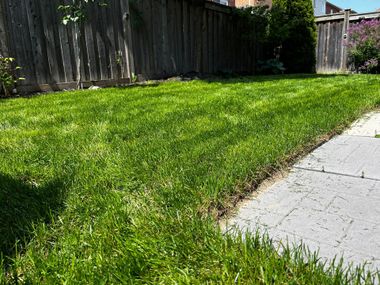 A lush green lawn next to a sidewalk and a wooden fence.