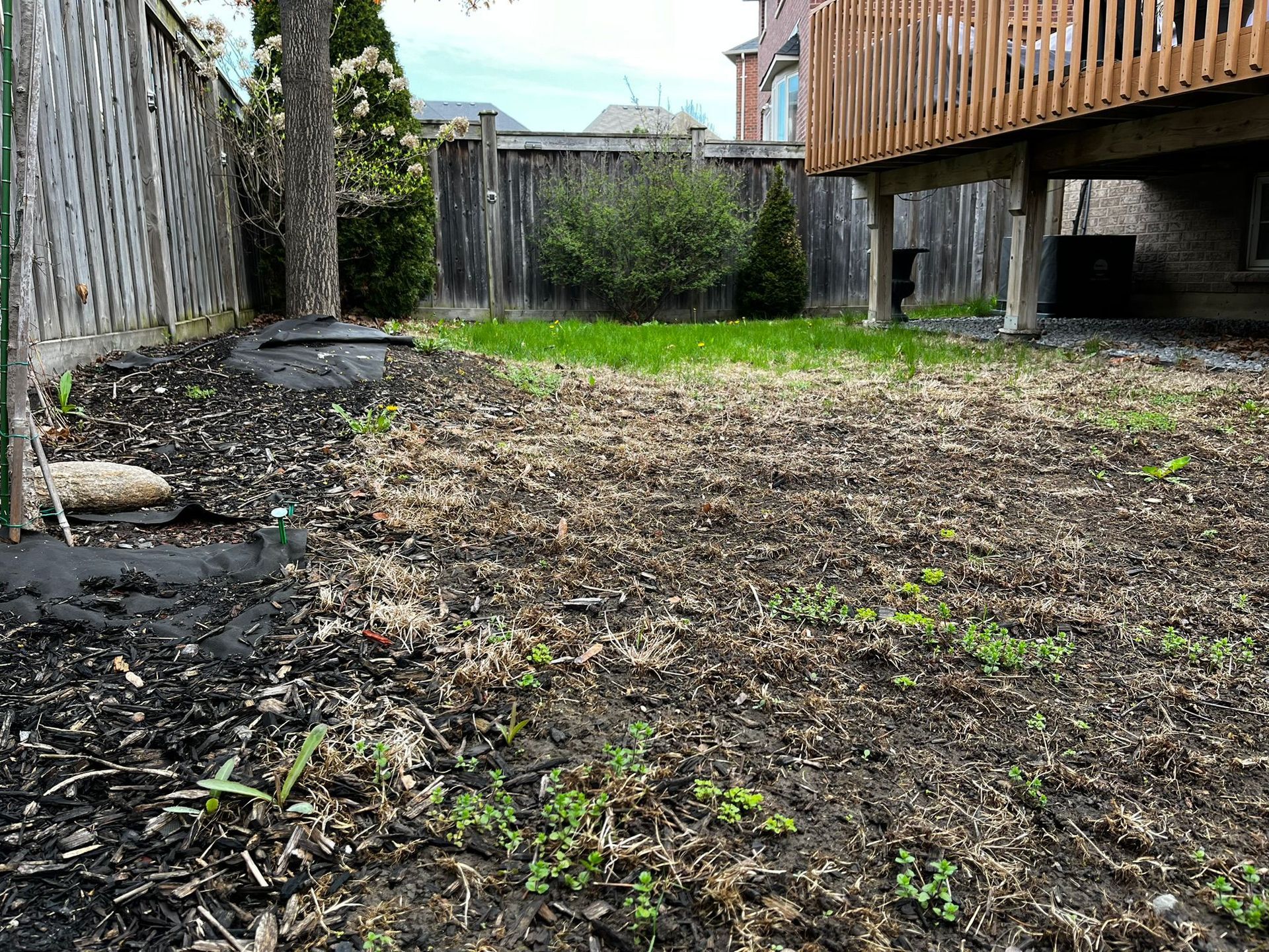 A backyard with dead grass