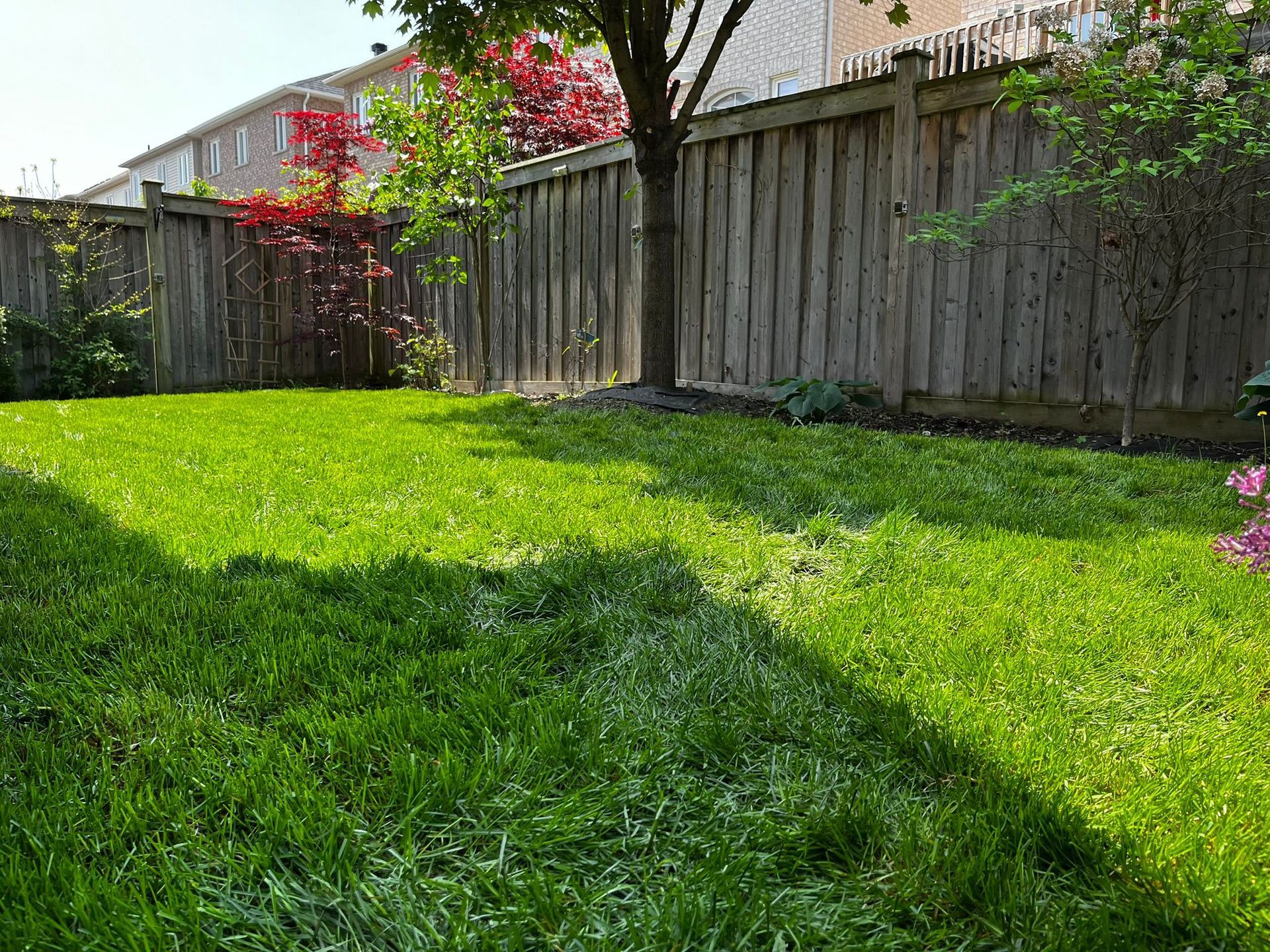 A backyard with newly laid sod