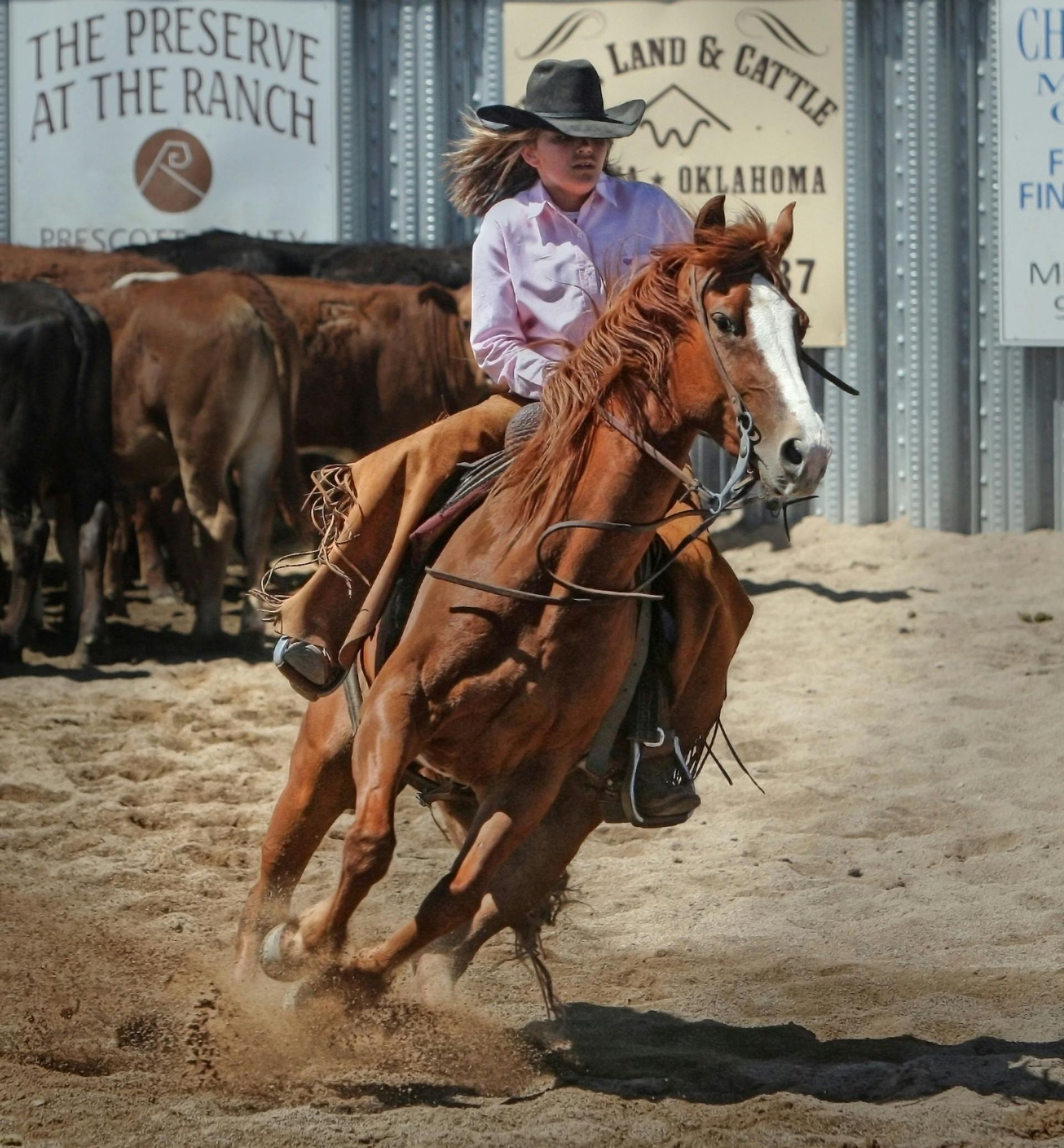 Cowgirl riding a brown horse in a roping arena, chasing cattle.