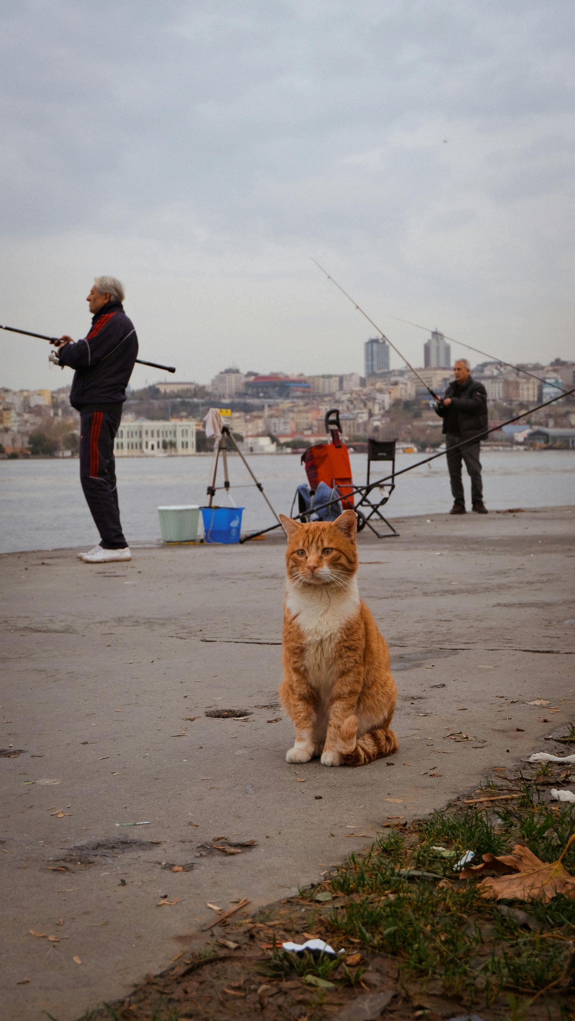 Orange cat sits on a concrete pier, watching three men fishing with rods; a city skyline in background.