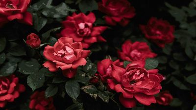 A bunch of red roses with green leaves on a bush.