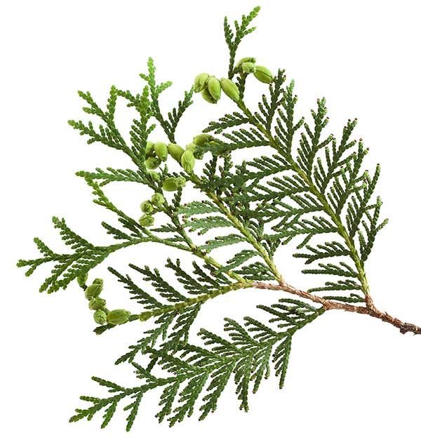 Ceder, atlas (Cedrus atlantica) 5ml